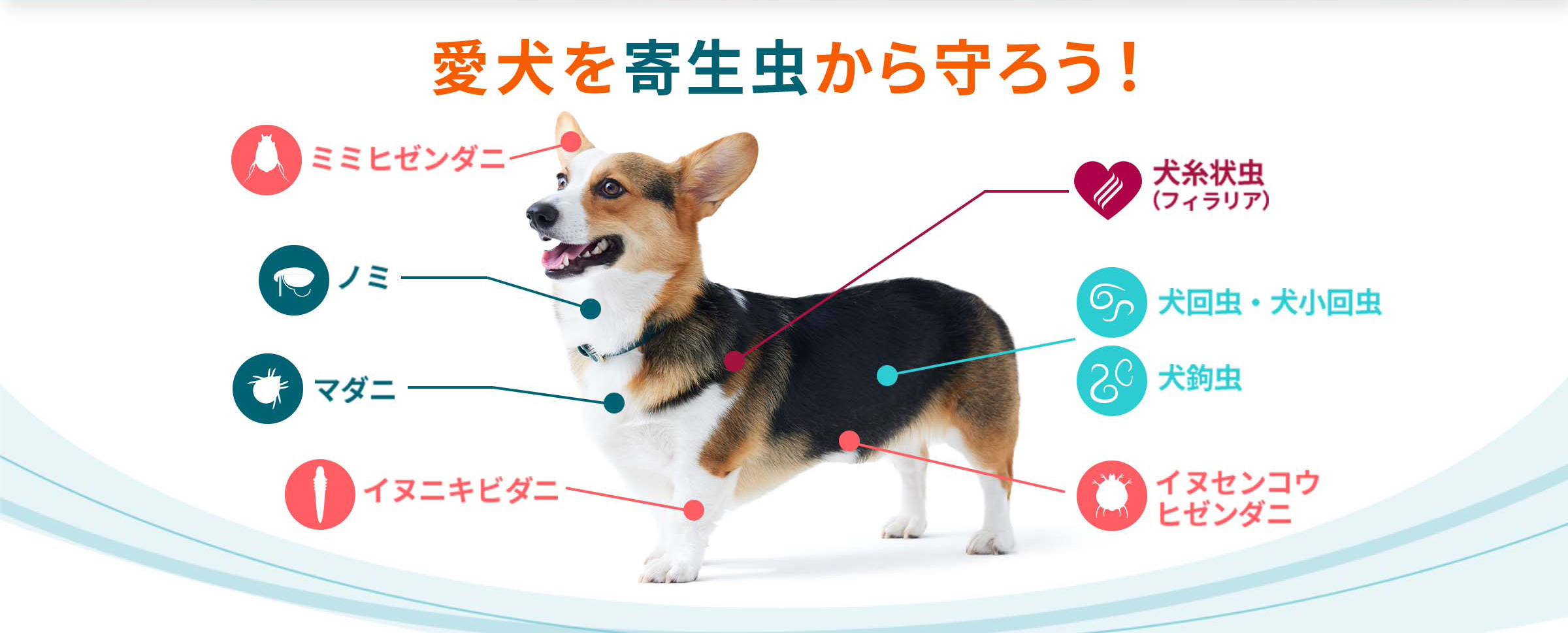 犬・猫の感染症と寄生虫病 Amazon.co.jp: 犬・猫の感染症と寄生虫病 小動物臨床のための5